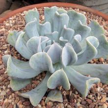 A photo of Echeveria runyonii cv. Topsy turvy 