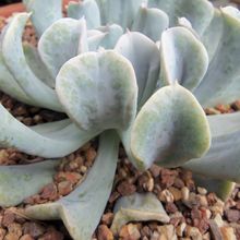 A photo of Echeveria runyonii cv. Topsy turvy 