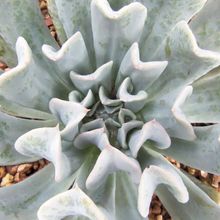 A photo of Echeveria runyonii cv. Topsy turvy 