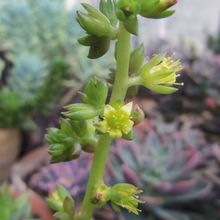 A photo of Lenophyllum acutifolium  