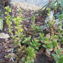 A photo of Lenophyllum acutifolium  