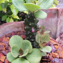Una foto de Euphorbia ritchiei subsp. nyambensis