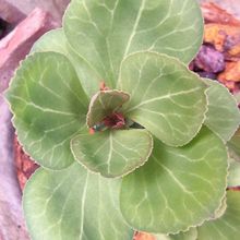 Una foto de Euphorbia ritchiei subsp. nyambensis