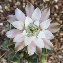 Una foto de Gymnocalycium schickendantzii