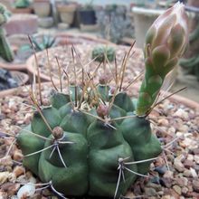 Una foto de Gymnocalycium schickendantzii