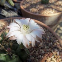 Una foto de Gymnocalycium schickendantzii