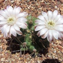 Una foto de Gymnocalycium schickendantzii