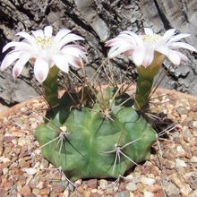 Una foto de Gymnocalycium schickendantzii