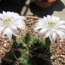 Una foto de Gymnocalycium schickendantzii