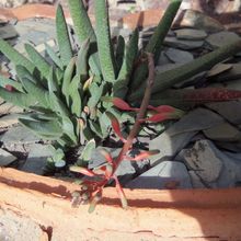 A photo of Gasteria carinata var. verrucosa