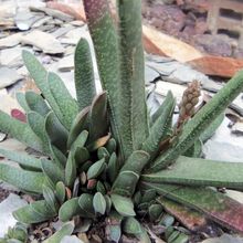 A photo of Gasteria carinata var. verrucosa