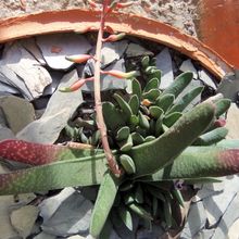 A photo of Gasteria carinata var. verrucosa