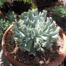 A photo of Echeveria runyonii cv. Topsy turvy 