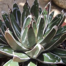 A photo of Agave victoriae-reginae