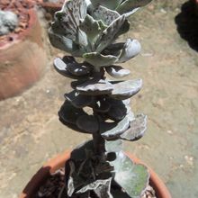 Una foto de Kalanchoe rhombopilosa
