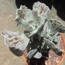 Una foto de Kalanchoe rhombopilosa