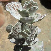 Una foto de Kalanchoe rhombopilosa