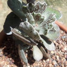 Una foto de Kalanchoe rhombopilosa