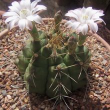 Una foto de Gymnocalycium schickendantzii