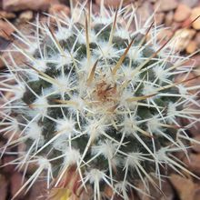 A photo of Mammillaria karwinskiana subsp. beiselii