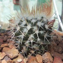 A photo of Mammillaria karwinskiana subsp. beiselii