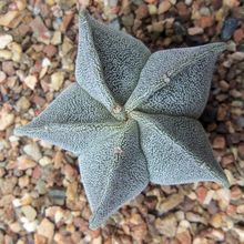 A photo of Astrophytum myriostigma