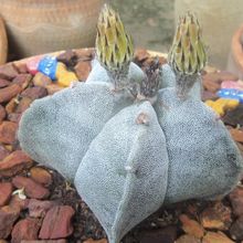 A photo of Astrophytum myriostigma