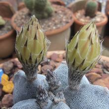 A photo of Astrophytum myriostigma