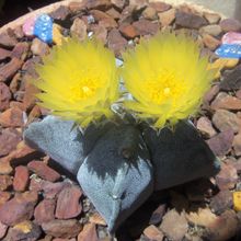 A photo of Astrophytum myriostigma