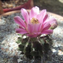 Una foto de Gymnocalycium mihanovichii