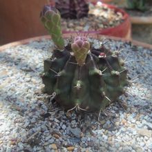 Una foto de Gymnocalycium mihanovichii