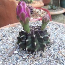 Una foto de Gymnocalycium mihanovichii