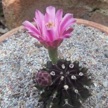 Una foto de Gymnocalycium mihanovichii