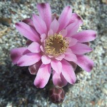 Una foto de Gymnocalycium mihanovichii