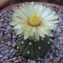A photo of Astrophytum asterias