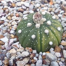 A photo of Astrophytum asterias