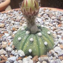 A photo of Astrophytum asterias