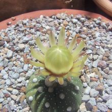 A photo of Astrophytum asterias