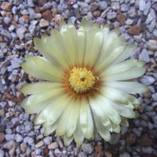 A photo of Astrophytum asterias