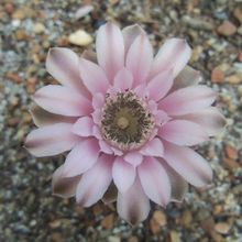 Una foto de Gymnocalycium mihanovichii