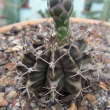 Una foto de Gymnocalycium mihanovichii