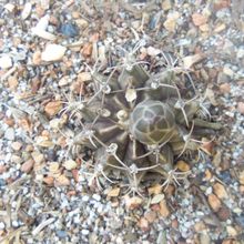 Una foto de Gymnocalycium mihanovichii