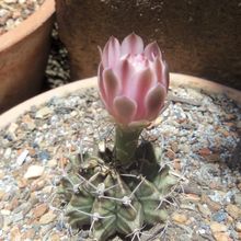 Una foto de Gymnocalycium mihanovichii
