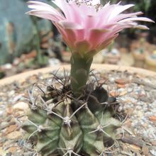 Una foto de Gymnocalycium mihanovichii
