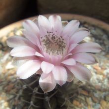 Una foto de Gymnocalycium mihanovichii