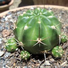 Foto de un cactus que se está identificando actualmente