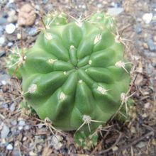 Foto de un cactus que se está identificando actualmente