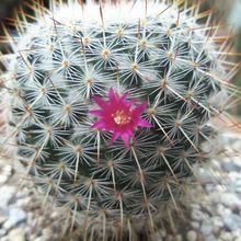 Una foto de Mammillaria haageana ssp haageana