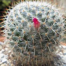 Una foto de Mammillaria haageana ssp haageana