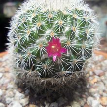A photo of Mammillaria albilanata ssp. albilanata